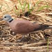 紅鳩(humilis亞種) - Photo 由 benjamynweil 所上傳的 (c) benjamynweil，保留部份權利CC BY-NC