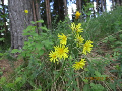 Crepis praemorsa