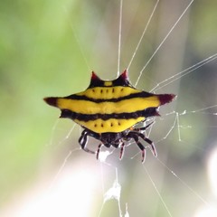 Gasteracantha diadesmia