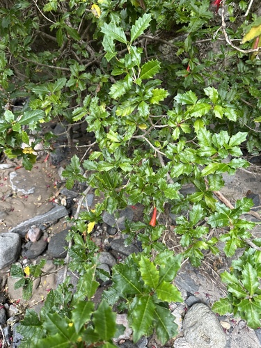 Chilean Holly (Desfontainia fulgens)