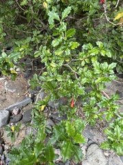 Desfontainia fulgens, photograph (c) nitsuga74, some rights reserved (CC BY)