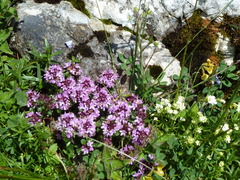 Thymus praecox polytrichus