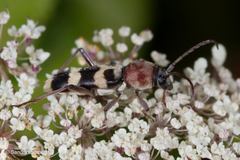 Chlorophorus trifasciatus