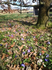 Vinca minor — photo 3