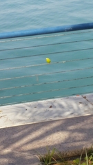 Melopsittacus undulatus domesticus