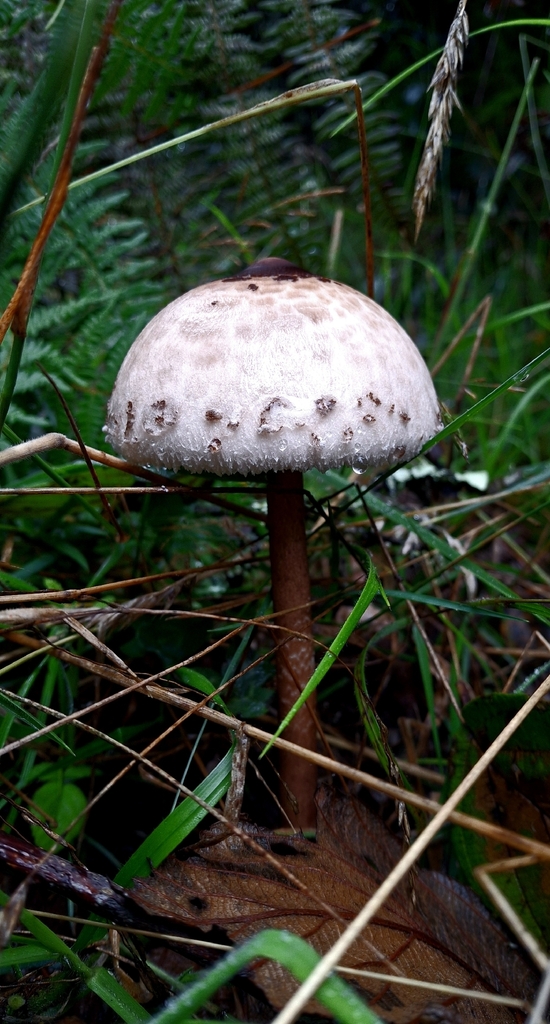 Macrolepiota colombiana · February 2026 · photo: © darlysu10 (iNaturalist, cc0)