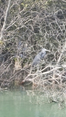 Egretta gularis