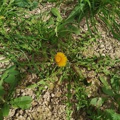 Taraxacum