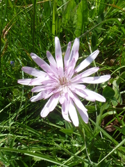 Scorzonera rosea