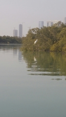 Ardea alba