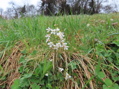 Arabidopsis halleri, photograph 2
