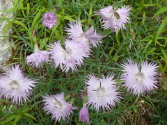 Dianthus sternbergii