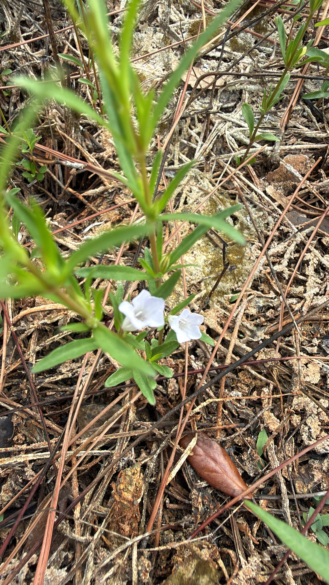 Pineland Twinflower (Dyschoriste angusta)