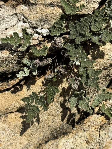 Notholaena californica, 2026-03-15