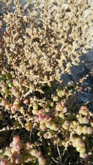 Halocnemum strobilaceum