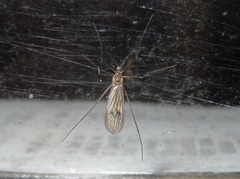 Trichocera regelationis