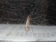 Trichocera regelationis