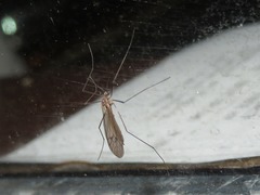 Trichocera regelationis