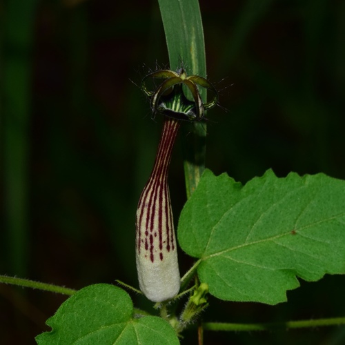Ceropegia meyeri