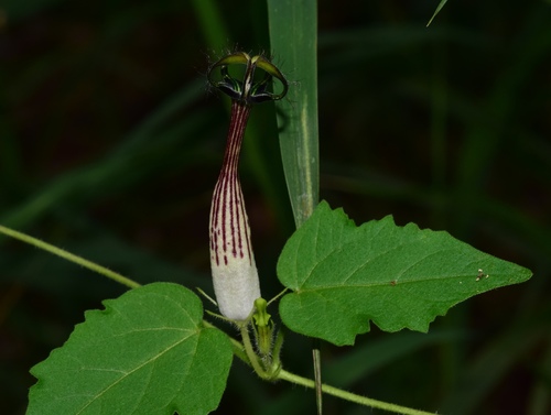 Ceropegia meyeri