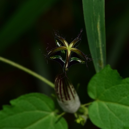 Ceropegia meyeri