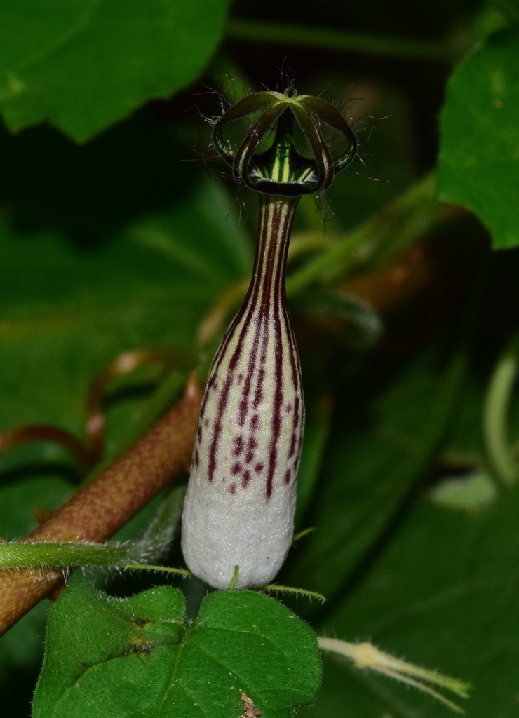 Ceropegia meyeri, Tyburn Way, Westville, KZN, ZA