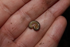 Symphyoiulus impartitus