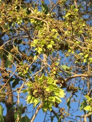 Holoptelea integrifolia