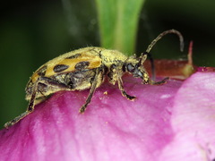 Brachyta interrogationis