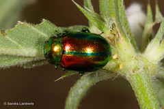 Chrysolina fastuosa