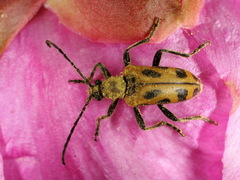 Brachyta interrogationis