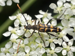 Leptura annularis