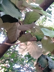 Pterospermum acerifolium