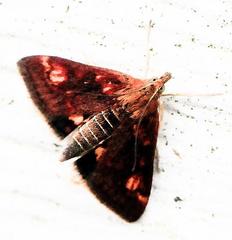 Pyrausta orphisalis