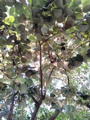 Pterospermum acerifolium