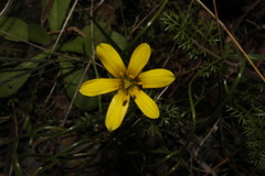 Gagea peduncularis