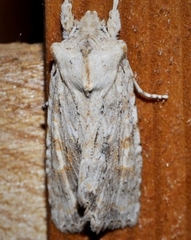 Lithophane bethunei