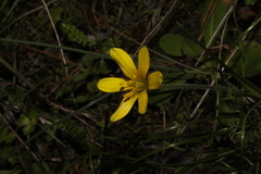Gagea peduncularis