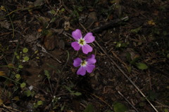 Malcolmia graeca graeca