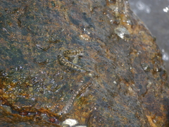 Istiblennius