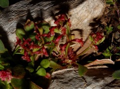 Rumex bucephalophorus aegaeus
