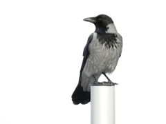 Corvus cornix