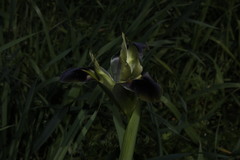 Iris tuberosa