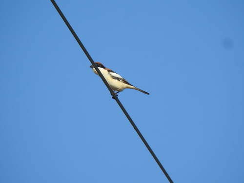 Woodchat Shrike (Lanius senator), photo 3