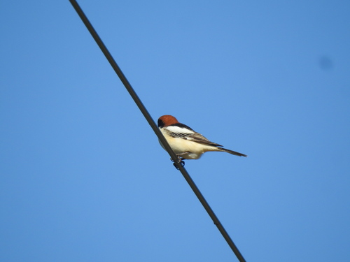 Woodchat Shrike (Lanius senator), photo 4
