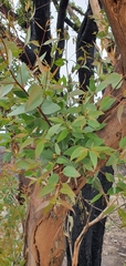Eucalyptus mannifera