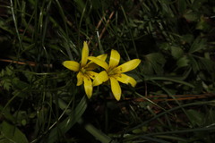 Gagea peduncularis