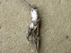 Euproctis chrysorrhoea