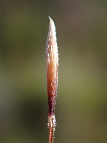 Nassella cernua