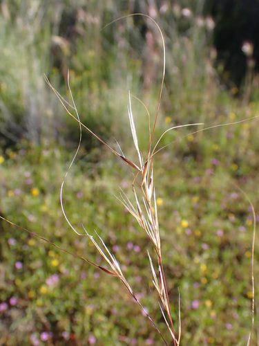 Nassella cernua